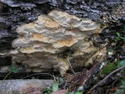 Attēlu rezultāti vaicājumam “Skeletocutis brevispora”