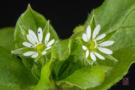Attēlu rezultāti vaicājumam “Stellaria crassifolia”