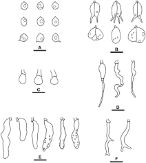 Attēlu rezultāti vaicājumam “Basidiodendron”
