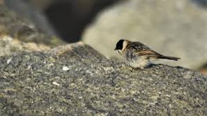 Image result for Emberiza pallasi