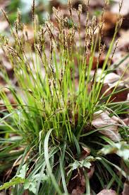 Attēlu rezultāti vaicājumam “Carex digitata fruit”