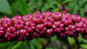 Attēlu rezultāti vaicājumam “Phytolaccaceae”