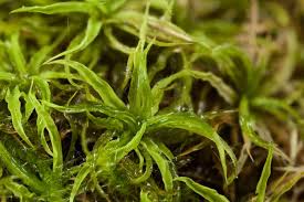 Attēlu rezultāti vaicājumam “Tortella inclinata”