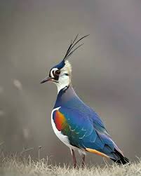 Attēlu rezultāti vaicājumam “Vanellus vanellus”