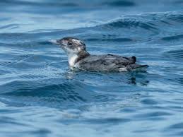 Image result for Synthliboramphus antiquus