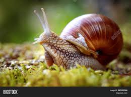 Attēlu rezultāti vaicājumam “Helix pomatia”