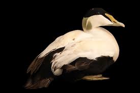 Attēlu rezultāti vaicājumam “Somateria mollissima male”