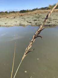 Attēlu rezultāti vaicājumam “Claviceps purpurea”