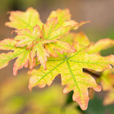 Attēlu rezultāti vaicājumam “Acer campestre leaf”