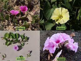 Attēlu rezultāti vaicājumam “Convolvulaceae”