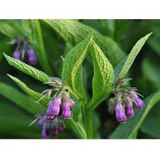 Image result for Symphytum officinale