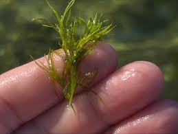 Attēlu rezultāti vaicājumam “Najas major”