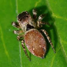 Attēlu rezultāti vaicājumam “Evarcha falcata male”