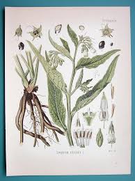 Image result for Symphytum officinale