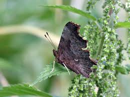 Attēlu rezultāti vaicājumam “Polygonia c-album upperside”