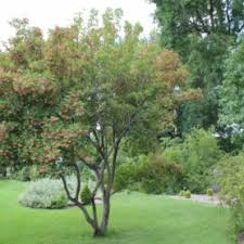 Attēlu rezultāti vaicājumam “Acer tataricum bud”