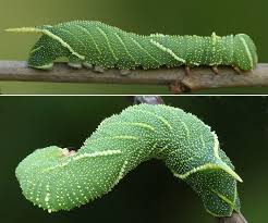 Attēlu rezultāti vaicājumam “Laothoe amurensis”
