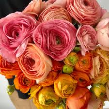 Attēlu rezultāti vaicājumam “Ranunculus mendax flower”