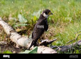 Attēlu rezultāti vaicājumam “Falco subbuteo adult”