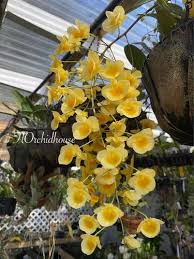 Attēlu rezultāti vaicājumam “Didymium aggregatum”