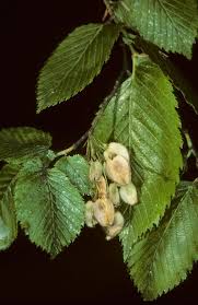 Attēlu rezultāti vaicājumam “Ulmus laevis leaf”
