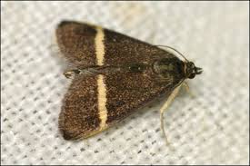 Attēlu rezultāti vaicājumam “Pyrausta cingulata”