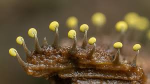 Attēlu rezultāti vaicājumam “Physarum viride”