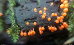 Attēlu rezultāti vaicājumam “Physarum luteolum macro”