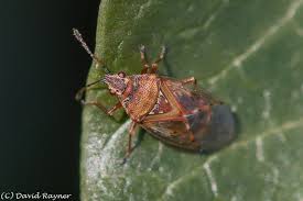 Attēlu rezultāti vaicājumam “Kleidocerys resedae”