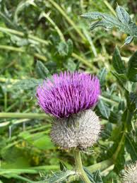 Image result for Alpendistel