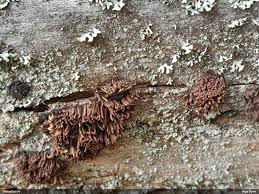 Attēlu rezultāti vaicājumam “Stemonitopsis amoena spores”