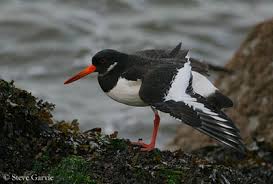 Attēlu rezultāti vaicājumam “Haematopus ostralegus adult”