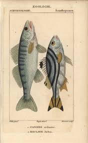 Image result for Sander lucioperca