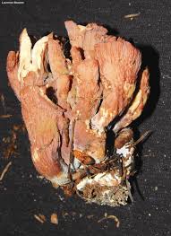 Attēlu rezultāti vaicājumam “Gomphus clavatus”