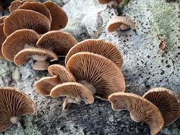 Attēlu rezultāti vaicājumam “Panellus stipticus”