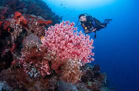 Image result for Dorking Snorkelling Club