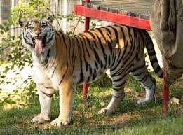 Kuvahaun tulos haulle tigers