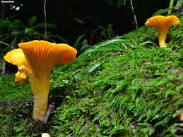 Attēlu rezultāti vaicājumam “Cantharellus cibarius”