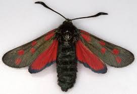 Attēlu rezultāti vaicājumam “Zygaena filipendulae”