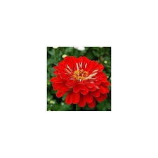 Image result for Zinnia elegans