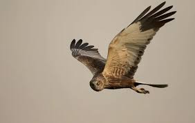 Attēlu rezultāti vaicājumam “Cidnopus aeruginosus”