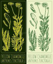 Attēlu rezultāti vaicājumam “Anthemis tinctoria leaf”