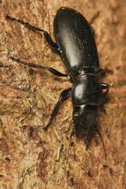 Attēlu rezultāti vaicājumam “Broscus cephalotes”