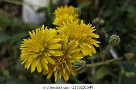 Attēlu rezultāti vaicājumam “Crepis tectorum flower”
