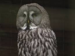 Attēlu rezultāti vaicājumam “Strigiformes”