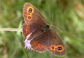 Attēlu rezultāti vaicājumam “Erebia aethiops”