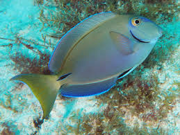 Image result for Acanthurus bahianus