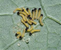 Attēlu rezultāti vaicājumam “Pieris brassicae larva”