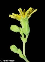 Attēlu rezultāti vaicājumam “Lactuca sativa flower”
