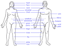 Body - Simple English Wikipedia, the free encyclopedia